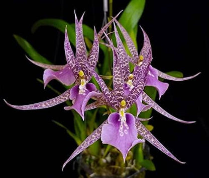 Charles M Fitch Izumi - Spicy Fragrance, Easy to Grow, floriferous (NOT in-Bud/Bloom When Shipped)