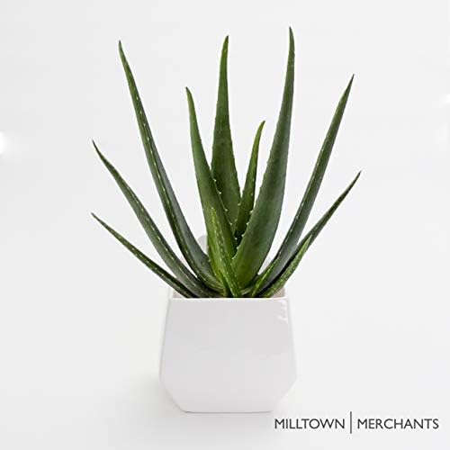 Milltown Merchants Succulent Wall Planters - Wall Vases - White Ceramic Wall Mounted Planters - Succulent Plant Pots - Hanging Vases for Living Wall (1 Pack/Contemporary/White)