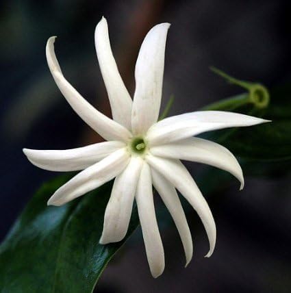 Live Angel Wing Jasmine (Jasminum Nitidum) Plants - Fragrant, White Blooming Evergreen Shrub for Any Garden (2 jas Angel sacs)