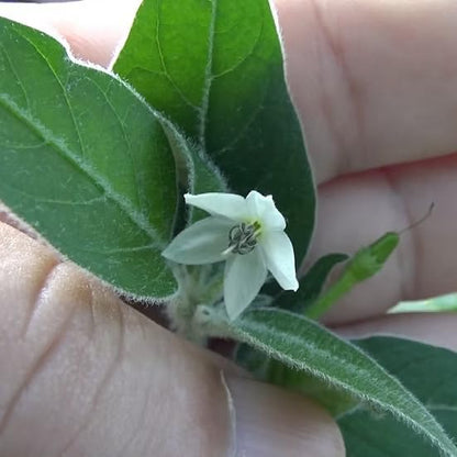 Premium Black Cobra Pepper (Capsicum Annuum) - Rare & Exotic Hot Chili Pepper, Perfect for Home Gardening and Gourmet Cooking (4 bkcbr pep Bags)