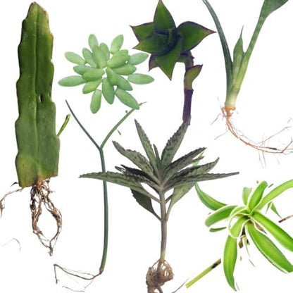 Smoke Camp Crafts 7 Live Plant Cuttings for Propagation, Queen of The Night Plant, Burro's Tail, Pencil Cactus, Spider, Snake, Mother of Thousands Green