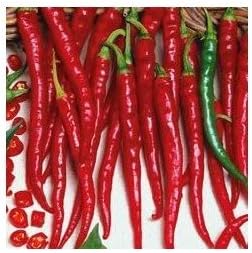 Clovers Garden Cayenne Long Slim Pepper Plants- Two (2) Live Plants – Non-GMO - Not Seeds – Each 4"-8" Tall in 4 Inch Pots - Medium Heat, Dries Well
