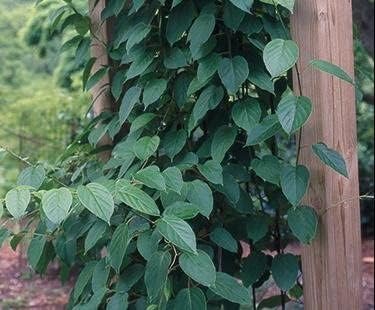 3 Hardy Kiwi Plants- 2 Ken's Red, and One Male Pollinater-All in 4 Inch Cups/Kiwi Aruguta- Awesome, Healthy Starter Plants!