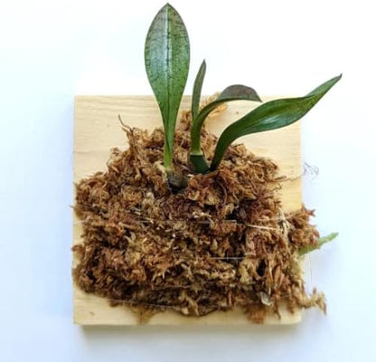 Miniature Orchid: Oeceoclades Monophylla, Beautiful Leave Pattern, Wood Mount