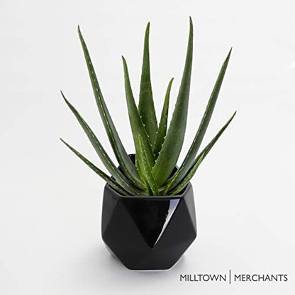 Milltown Merchants Succulent Wall Planters - Ceramic Wall Mounted Planters - Succulent Plant Pots - Hanging Vases (1 Pack/Geometric/Black)