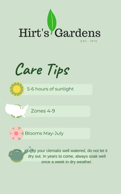 Harlequin Variegated Honeysuckle Vine - Lonicera - 2.5" Pot