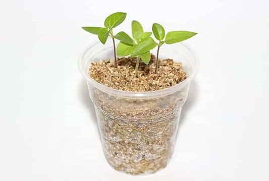 Gardenera Premium Perlite and Vermiculite 50/50 Mix - Achieve The Perfect Balance of Air, Moisture, and Nutrients - 4 Quart