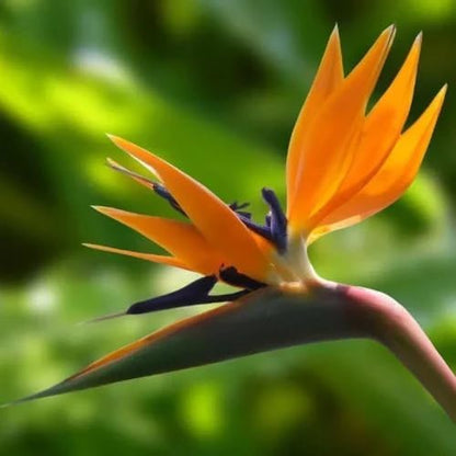 Bird of Paradise - Orange - Strelitzia Reginae. (4 Orange BoP in Sac)