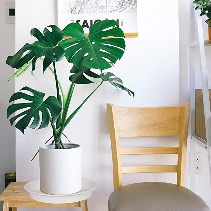 6 Pack of 10 inch Plant Saucer, Heavy Duty Plastic Plant Saucer 10" Round, Durable Plant Tray for Pots, Plant Saucers for Indoors, Plant Trays for Planter 8"/9"/10" (10 inch, Creamy White)