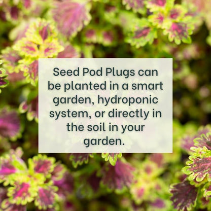 Grow Your Own Seed Pod - Complete Seed Pod Plugs with Plant Food (add Your own Seeds) - 10 Pods for Hydroponic Gardens, Click and Grow, Lettuce Grow and Outdoor Gardens