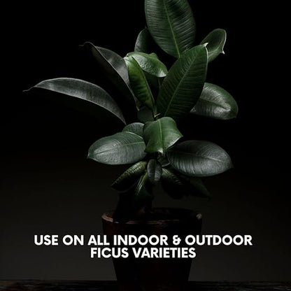 Lush Leaf | Plant Food (Ficus)