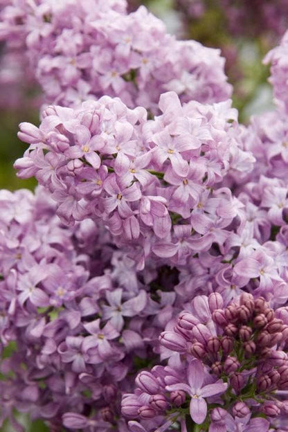 Two Pack of Common Old Fashioned Lilac Bushes - Fragrant Lavender Purple Flowers - 2 Live Plants 1 to 2 Feet Tall - Attract Hummingbirds and Butterflies