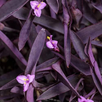 Purple Queen Tradescantia Setcresea I 40 Live Plants I Spiderwort | Lush Magenta Foliage for Striking Garden Contrast, Ideal for Ground Cover, Borders, & Containers