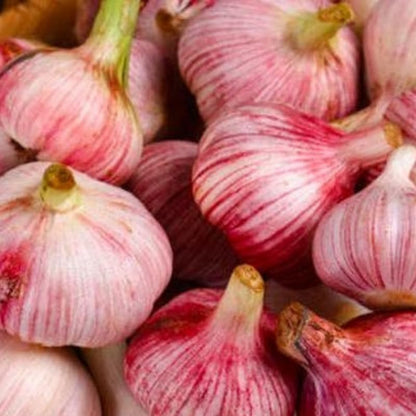 1 Pound Garlic for Planting in Fall Hardneck, 8 Red Garlic Bulbs for Planting, Fresh and High Yield Bulb Variety Pack, Hardy and Fast Growing
