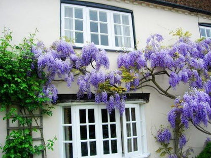 Blue Moon Wisteria Vine - Massive Foot Long Fragrant Flowers - Attract Hummingbirds - 2 - Year Plant