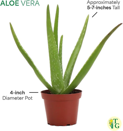 Thorsen's Greenhouse Aloe Vera, Live Indoor Plant, Aloe barbadensis, Easy to Grow, Succulent, Natural Air Purifier, 4" Diameter Pot (Terra Cotta)