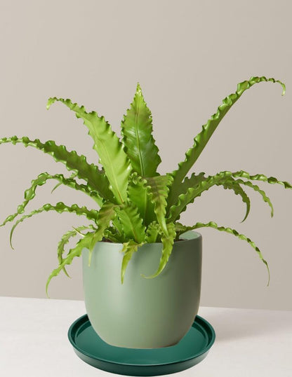 4 Pack Ceramic Plant Saucer Pot Tray 4 Inch, Planter Saucers 4 5 6 7 8 9 10 11 12 13 Inch for Indoors Outdoor, Durable Sturdy Flower Drainage drip Water Tray for Glazed Pots Base ((4.5"/4.1"-Green)