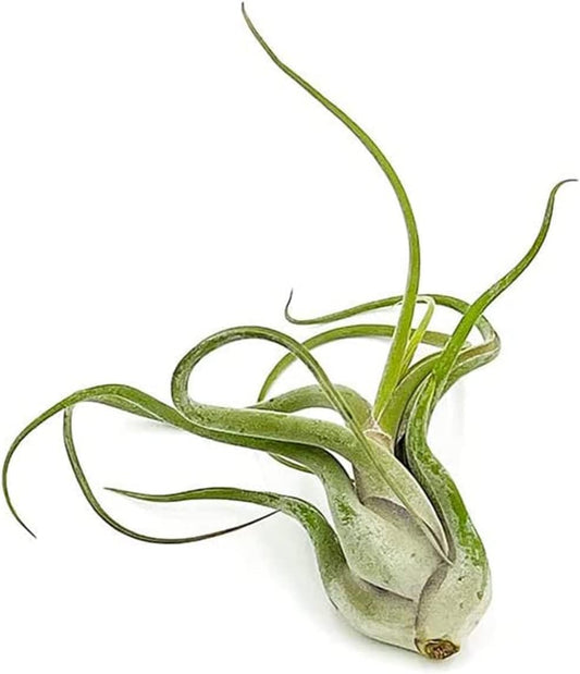Air Plants - Flowering Tillandsia Caput Medusae, Large 5-7" - 1ct - Live Arrival Guaranteed - House Plants for Home Decor & Gift