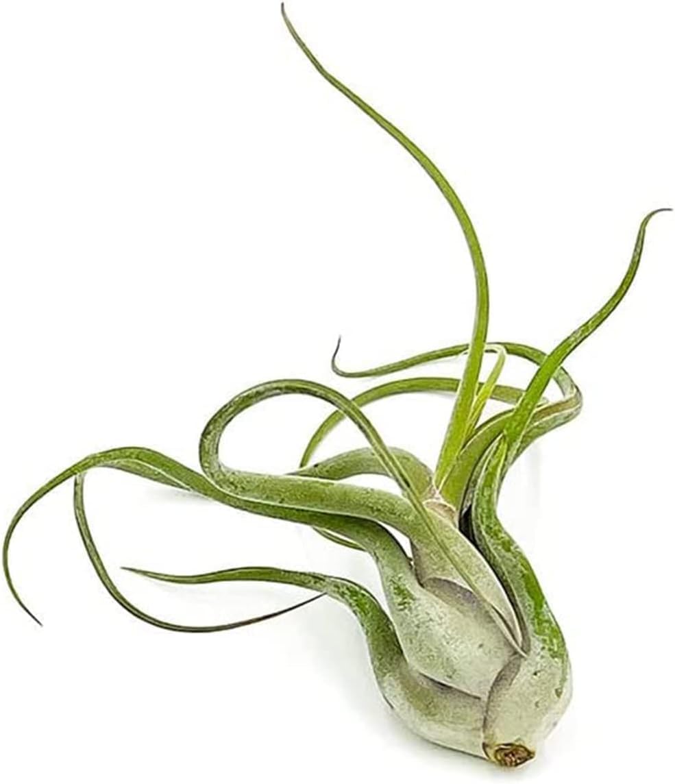 Air Plants - Flowering Tillandsia Caput Medusae, Large 5-7" - 3ct - Live Arrival Guaranteed - House Plants for Home Decor & Gift