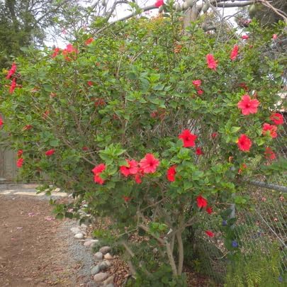 Red Hibiscus. rosa-sinensis. Live Plant - Tropical Blooming Hibiscus, Pretty Flowers, Used in Tea and Juice (2 red Hibiscus Cups)