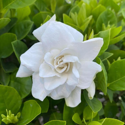 2 Carolina Jasmine Plants Live, Climbing Jasmine Indoor Outdoor Live, Fragrant, 5-9" in Tall, No Pot, Hardy and Fast-Growing