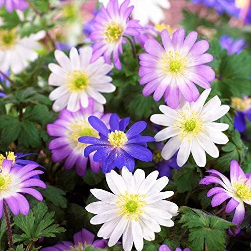 Easy to Grow Anemone Blanda Flutter Mix 60 Plant Bulbs - Blue, Pink, & White Flowers in Spring Outdoor, Full to Partial Sun