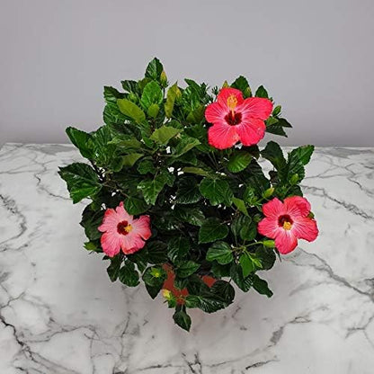 Hibiscus Bush Plant - Pink Flower - Overall Height 26" to 28" - Tropical Plants of Florida (Plant Only)