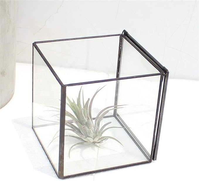Small Square Glass Terrarium with Lid,Geometric Clear Box for Indoor Plants,Black Little Handmade Planter Pot for Succulents,Moss and Air Plant Fern,Home Garden Decor,4.3 x 4.3 x 4.7inch