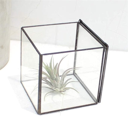 Small Square Glass Terrarium with Lid,Geometric Clear Box for Indoor Plants,Black Little Handmade Planter Pot for Succulents,Moss and Air Plant Fern,Home Garden Decor,4.3 x 4.3 x 4.7inch