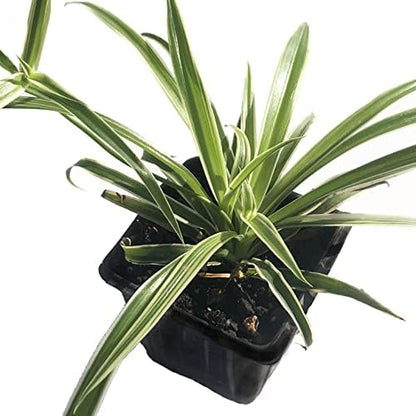 Organic Spider Plant, (Chlorophytum comosum Reverse variegatum) 2.5-inch Pot - aka - Spider Ivy - Hen and Chickens - Ribbon Plant - House Plant