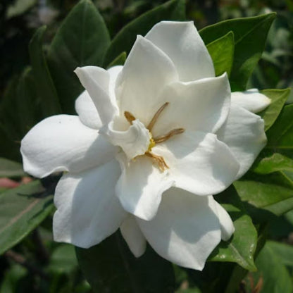 2 Frostproof Jasmine Plants Live, Climbing Jasmine Indoor Outdoor Live, Fragrant, 5-9" in Tall, No Pot, Hardy and Fast-Growing