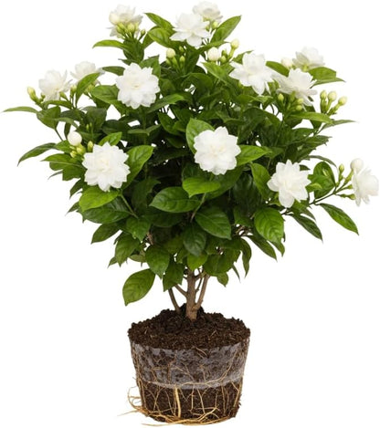 Grand Duke of Tuscany Jasmine Plants Live, Arabian Jasmine Plant Indoor, Fragrant Jasmines Flowers 4 to 7 Inch