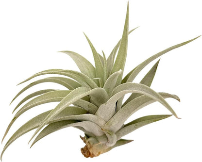 Air Plants - Flowering Tillandsia Harrisii, Large 3-5" - 1ct - Live Arrival Guaranteed - House Plants for Home Decor & Gift