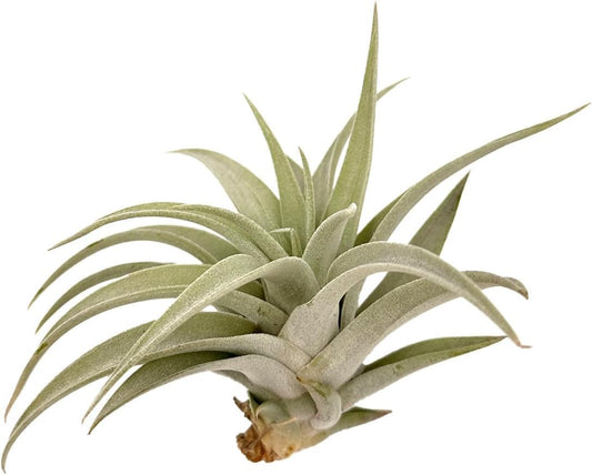 Air Plants - Flowering Tillandsia Harrisii, Large 3-5" - 1ct - Live Arrival Guaranteed - House Plants for Home Decor & Gift