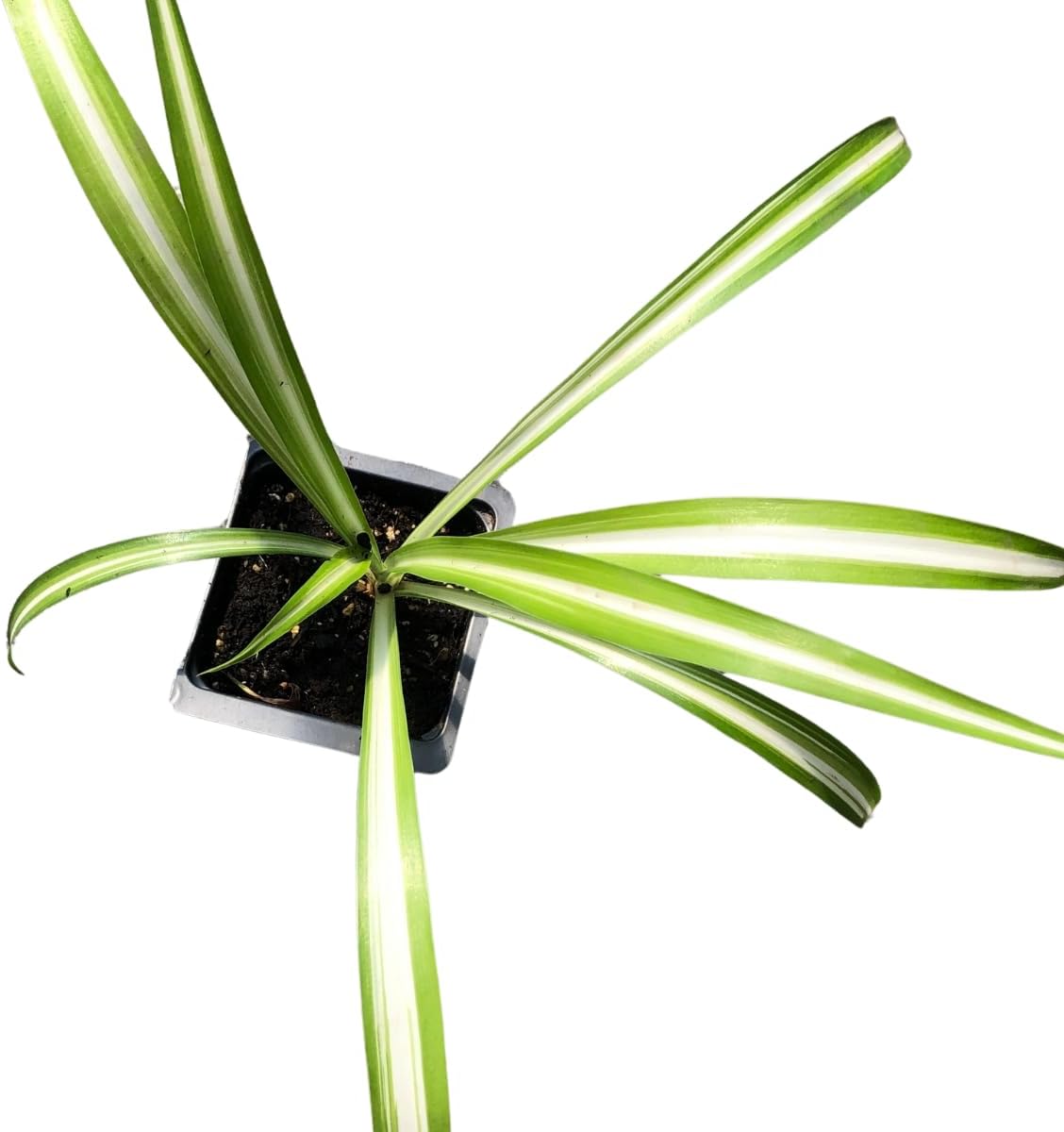 Organic Variegated Spider Plant (Chlorophytum cosmosum 'Variegatum') in 2.5-Inch Pot by Smoke Camp Crafts - Air-Purifying Live House Plant - Mala Madre, Airplane Plant - Green Edge