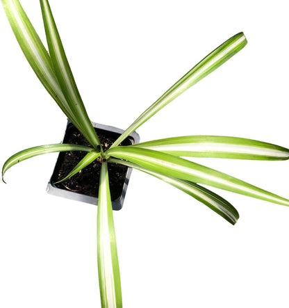 Organic Variegated Spider Plant (Chlorophytum cosmosum 'Variegatum') in 2.5-Inch Pot by Smoke Camp Crafts - Air-Purifying Live House Plant - Mala Madre, Airplane Plant - Green Edge