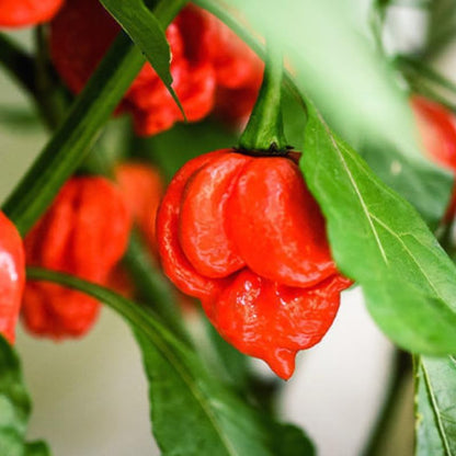 Pack 2 Red Carolina Reaper Pepper Live Plants, Carolina Reaper Plants Live, Carolina Reaper Pepper Plant, Carolina Reaper Seedlings for Growing, 80 Days Old Plants