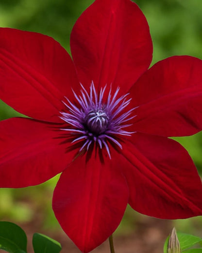 Perennial Farm Clematis Boulevard® Nubia™ Hybrid – Live Clematis Vine in 4 Quart Container, Rich Red Blooms, Compact Habit, Long Blooming, Perfect for Trellises, Containers & Small Space Gardens