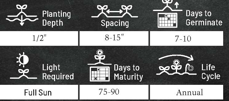 Zinnia Seeds for Planting – Non-GMO Heirloom Zinnia Flowers – Full Instruction Packets to Plant in Your Home Outdoor Garden – Gardening Gift – 50 California Giant Zinnia Seeds (2 Packets)