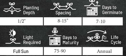 Zinnia Seeds for Planting – Non-GMO Heirloom Zinnia Flower Seeds – Full Instruction Packets to Plant in Your Home Outdoor Garden – Gardening Gift – 50 California Giant Zinnia Seeds (1 Packet)