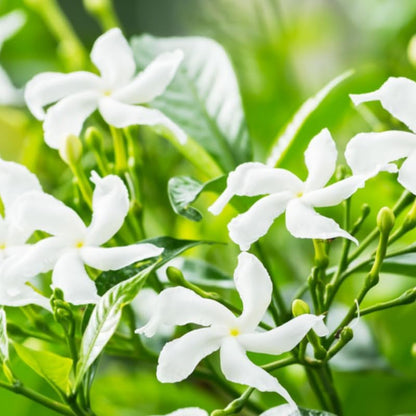 2 Green Confederate Star Jasmine Plants Live, Climbing Jasmine Indoor Outdoor Live, Fragrant, 5-9" in Tall, No Pot, Hardy and Fast-Growing