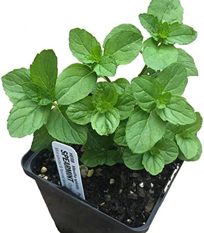 Organic Mint Plant, Spearmint Plant, (Mentha spicata) in 2.5-inch Pot - Excellent for Tea, Perennial Herb, Companion Plant