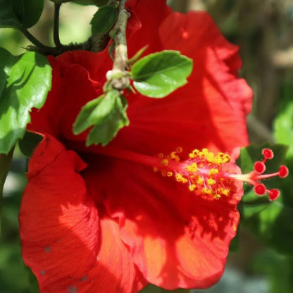 Red Hibiscus. rosa-sinensis. Live Plant - Tropical Blooming Hibiscus, Pretty Flowers, Used in Tea and Juice (4 red Hibiscus Cups)