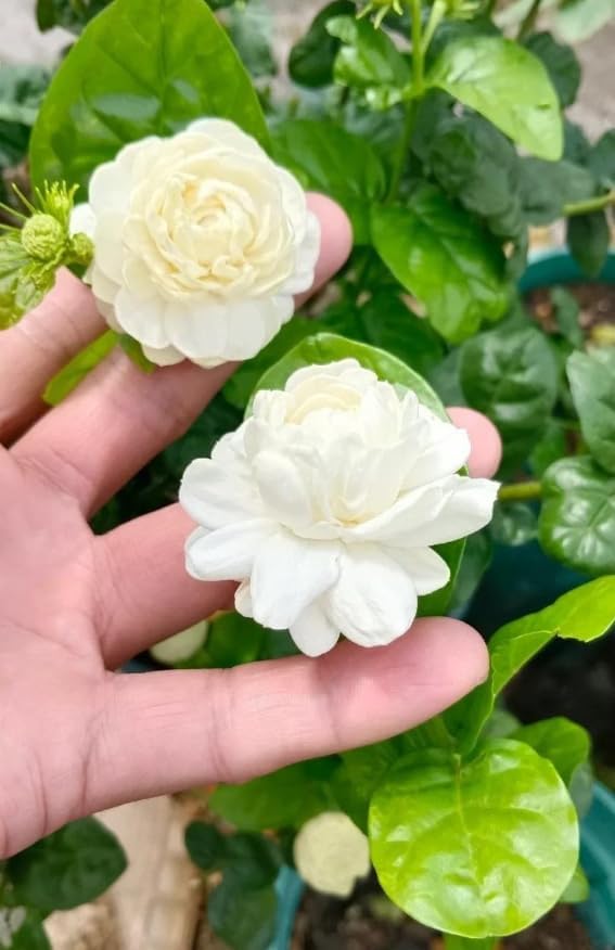 Grand Duke Jasmine Live Plant Double Jasmine Shurb White Jasmines Flowers Bush Frangant Flower Plant 1 Feet Tall in 3 Inch Pot