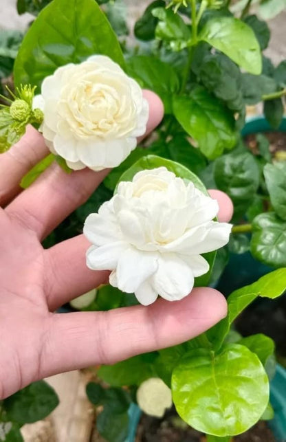 Grand Duke Jasmine Live Plant Double Jasmine Shurb White Jasmines Flowers Bush Frangant Flower Plant 1 Feet Tall in 3 Inch Pot
