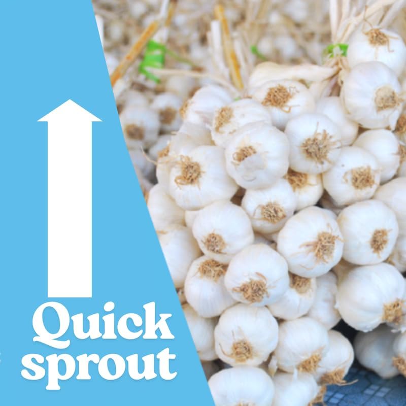 1 Pound Garlic for Planting in Fall Hardneck, 8 Music Garlic Bulbs for Planting, Fresh and High Yield Bulb Variety Pack, Hardy and Fast Growing