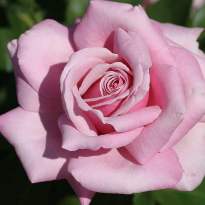Heirloom Roses Rose Plant - Memorial Day™ Live Hybrid Tea Rose for Outdoor Planting