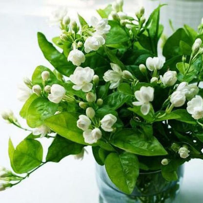 2 Orleans Sambac Jasmine Plants Live, Climbing Jasmine Indoor Outdoor Live, Fragrant, 5-9" in Tall, No Pot, Hardy and Fast-Growing