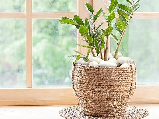 2 lbs Polished White Pebbles for Pebbles, 1-2 Inch Smooth White River Rocks for Plants Potted Vases Fillers Fish Tank Landscaping and Outdoor Garden Decorative Rocks