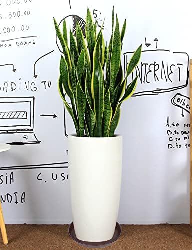 2 Pack of 16 17 inch Plant Saucer (15 inch Base), 2.3" Depth, Plant Trays for Pots, Plastic Plant Saucers for Indoors, Bird Bath Bowls, Flower Pot Drip Trays for Planter (17", Chocolate)